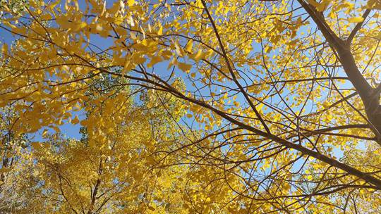  Autumn Horn Blows Yumen Populus Euphratica in Gansu for "Gold"