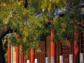  Beijing Jingshan Pagoda Tree and Ancient Buildings Contrast Each Other in Autumn