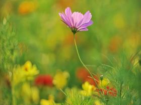  One flower and one grass are all scenic. The beautiful sea of flowers in Beijing Yuanmingyuan is super cured