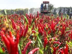  The joy of a bumper harvest fills the fields