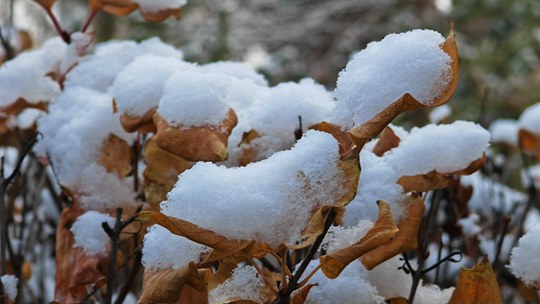 河北崇禮迎來降雪 冬日氛圍感十足