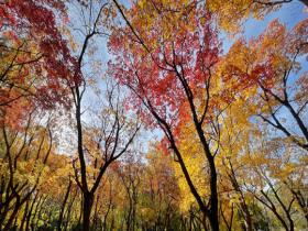 秋色正好！北京奧林匹克森林公園秋葉上妝 五彩斑斕美不勝收