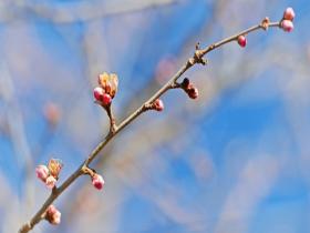 天暖催花开 北京圆明园山桃花零星开放