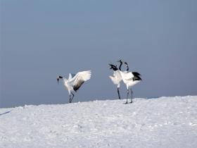 黑龙江扎龙湿地丹顶鹤雪中起舞 仙气十足