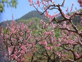 辽宁锦州桃花粉嫩绽放 春意浓厚
