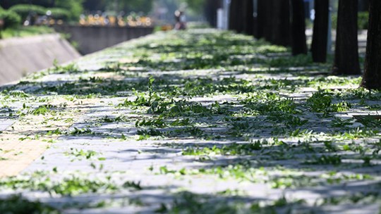 北京雷雨过后 部分路段布满小树枝
