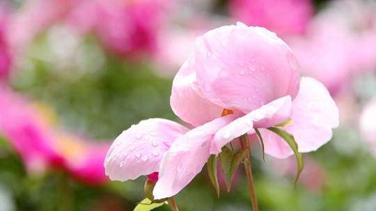 山东威海雨后芍药粉嫩娇艳 仙气十足