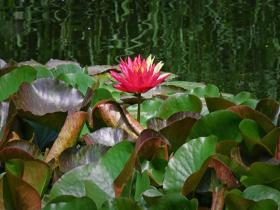 好运“莲莲” 北京国家植物园双色莲绽放