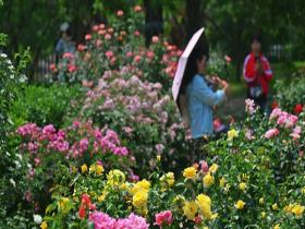 北京植物园游客徜徉花海 无惧热意