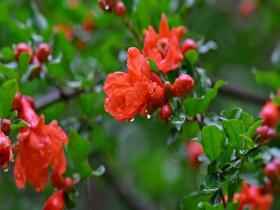 北京雨后石榴花含珠带露 娇艳欲滴