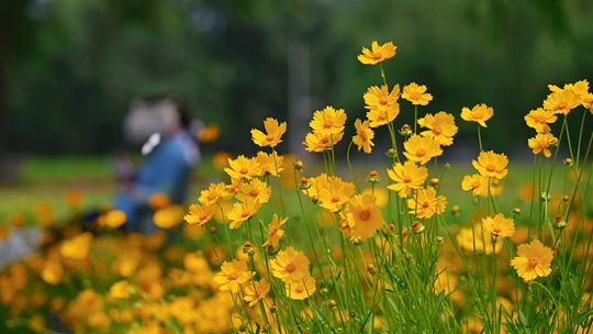 金灿灿 北京圆明园金鸡菊花开成海