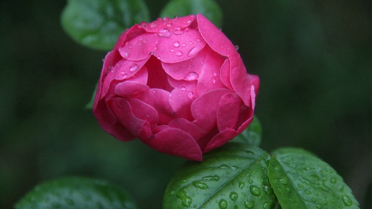 山东威海雨中蔷薇更显娇艳
