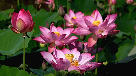 炎炎夏日荷花飘香 满目风景入画来