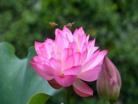 亭亭玉立 福州荷花盛开夏韵浓