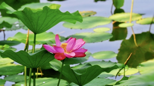 夏日限定 北京紫竹院荷花渐次开