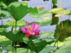 夏日限定 北京紫竹院荷花渐次开