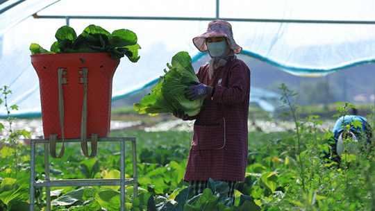 抢抓晴好天气 甘肃定西高原夏菜采收忙