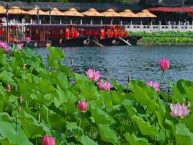 北京什刹海荷花优雅绽放 美景如画