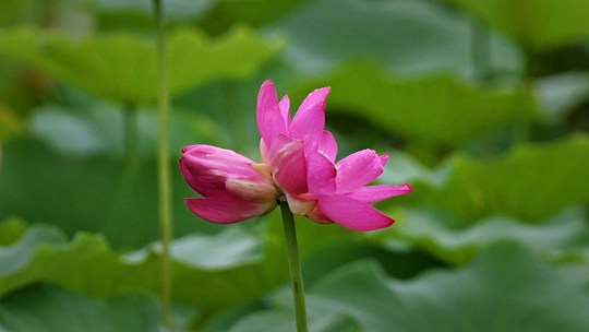  Beijing Yurun Lotus Flowers Are More Charming and Beautiful