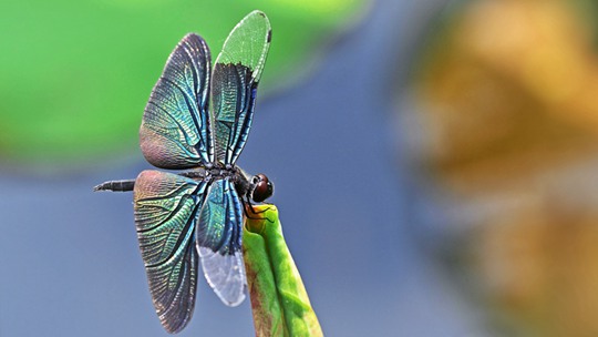  "Colorful black" symbolizes the color dream of black winged dragons' wings in the sun