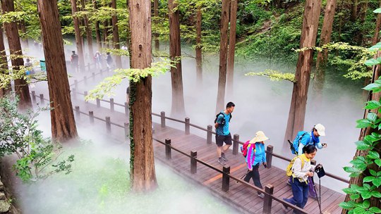  Spray opening of metasequoia forest in Cherry Valley of Beijing Botanical Garden