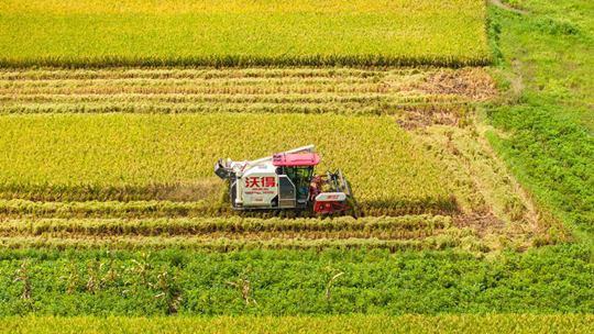  Grasping the sunny weather, Guangxi Nanning is busy with rice harvest and sun drying