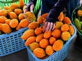  Zhejiang Jinhua "Fruit Balsam Pear" Jinsuozi Sweet Listing