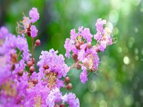  In midsummer, crape myrtle flowers are blooming bright as clouds