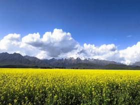  Rape flowers are in full bloom in Menyuan, Qinghai, like a "golden carpet"