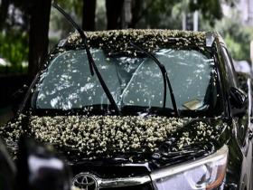  The flowers fall like rain, and the ground is covered with locust flowers in Beijing