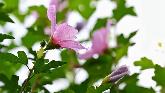 北京木槿花雨后凝露含娇 分外清新