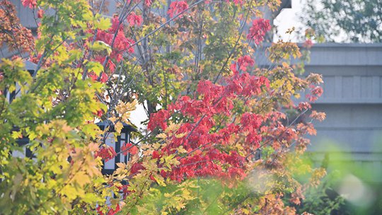 9月北京：叶染三色 果坠枝头