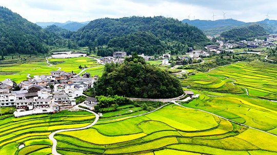贵阳高山稻田开始泛黄 静待丰收