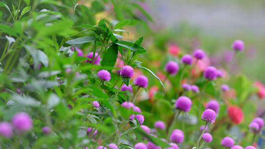 以花为礼 教师节赴一场繁花之约