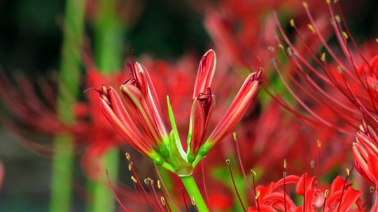 河南汝州彼岸花热烈绽放 火红一片