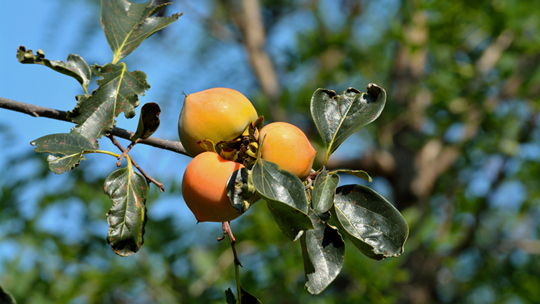硕果迎丰秋 河南汝州山野果实纷纷成熟