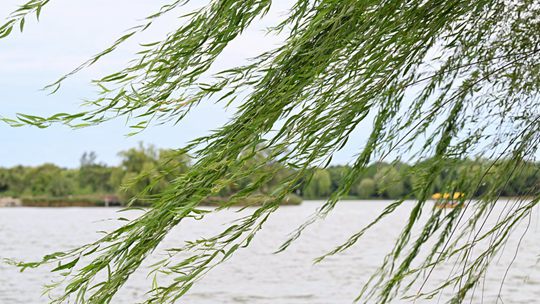 北京大风吹袭 风借柳枝显轮廓