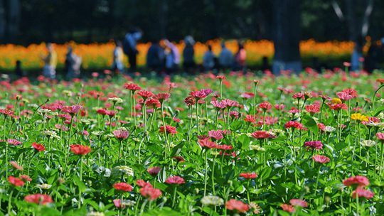 北京奥森公园：一片花海染秋光