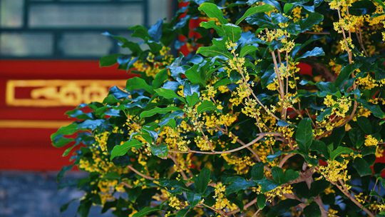 北京颐和园：金桂映古建 中秋意渐浓