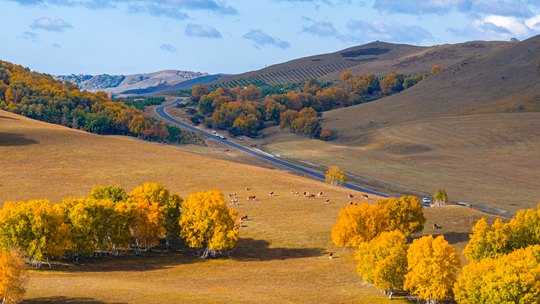 内蒙古赤峰乌兰布统草原一片金黄 尽显秋的大气磅礴