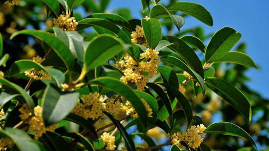 金秋十月桂花开 香气四溢秋意浓