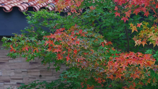 北京天气渐凉 元宝枫开启渐变色模式