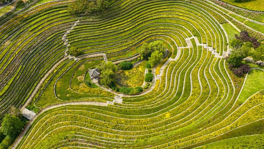 贵州毕节奢香古镇：蓝天白云映梯田 生机画卷入眼来