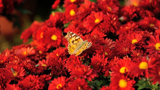 河南汝州菊花竞相绽放 多姿多彩
