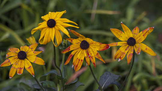 吉林省吉林市降温至-3℃ 花草被寒霜打蔫