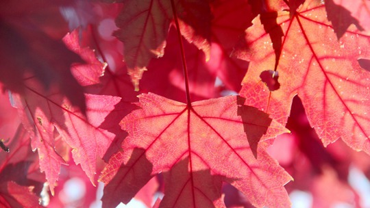 山东威海枫叶变色 红透秋光