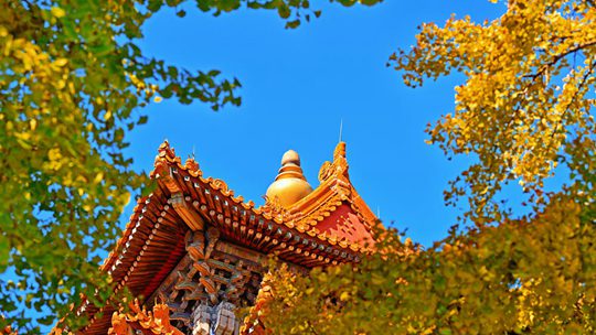 当故宫角楼与秋叶同框 惊艳了时光