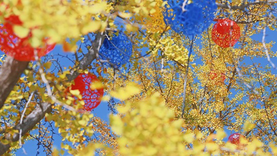 金与蓝的碰撞 北京蓝天与金叶绘就最美秋天