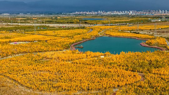 秋之限定：一组图沉浸感受金色满溢的季节