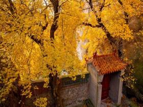 层林尽染 辽宁锦州翠岩山藏古韵